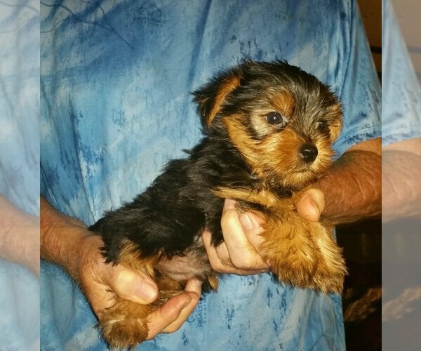Medium Photo #1 Yorkshire Terrier Puppy For Sale in YOUNGSTOWN, FL, USA