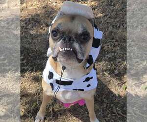 Nash - Male Boston Terrier-Boxer Mix Dog for Adoption - Photo #8
