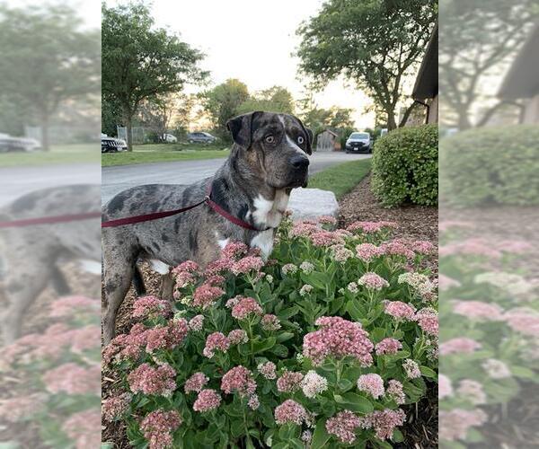 Medium Photo #1 American Bulldog-Catahoula Leopard Dog Mix Puppy For Sale in London, Ontario, Canada