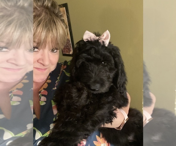 Medium Photo #2 Goldendoodle Puppy For Sale in LULING, LA, USA