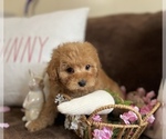 Small Photo #2 Cavapoo Puppy For Sale in CENTER, TX, USA
