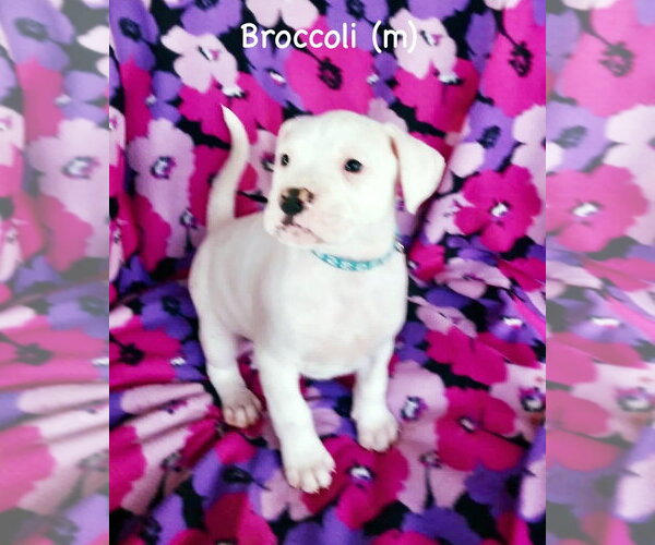 Medium Photo #1 Boxer Puppy For Sale in Dumont, NJ, USA