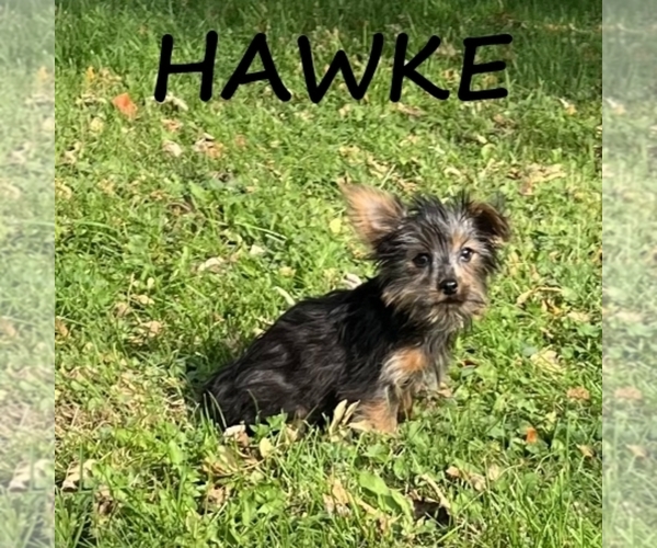 Medium Photo #3 YorkiePoo Puppy For Sale in HARTLAND, MN, USA