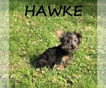 Hawke - Male YorkiePoo Puppy for Sale - Photo #3