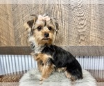 Small #4 Yorkshire Terrier