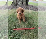 Small Photo #6 Goldendoodle Puppy For Sale in RITTMAN, OH, USA