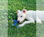 Small #2 Mutt