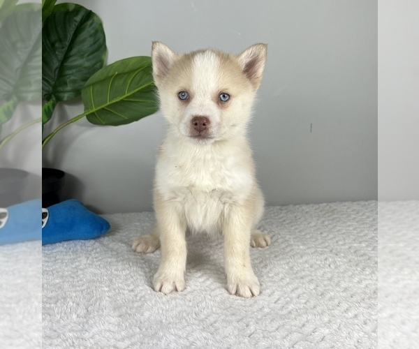 Medium Photo #1 Pomsky Puppy For Sale in FRANKLIN, IN, USA