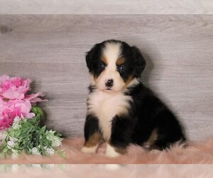 Bernese Mountain Dog Puppy for sale in FREDERICKSBG, OH, USA