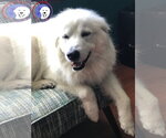Small #5 Great Pyrenees