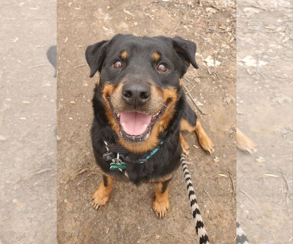 Medium Photo #5 Rottweiler Puppy For Sale in Rockaway, NJ, USA