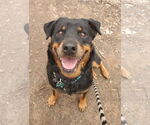 Small #4 Rottweiler