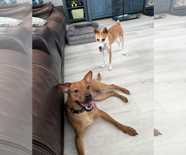 Medium Photo #5 Chihuahua-Unknown Mix Puppy For Sale in Royal Palm Beach, FL, USA