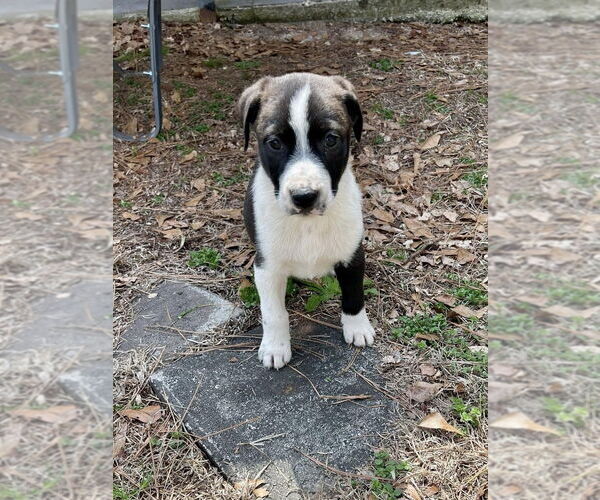Medium Photo #1 American Staffordshire Terrier-Labrador Retriever Mix Puppy For Sale in Brewster, NY, USA
