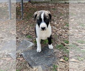 American Staffordshire Terrier-Labrador Retriever Mix Dogs for adoption in Brewster, NY, USA