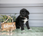 Small #2 Bernedoodle-Labrador Retriever Mix
