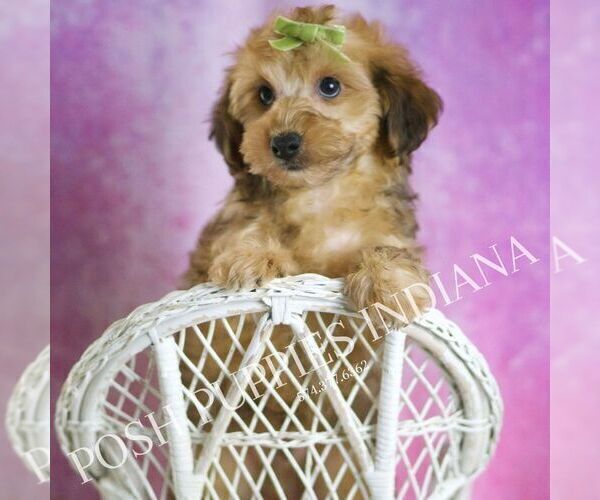 Medium Photo #55 Yorkipoo Puppy For Sale in WARSAW, IN, USA