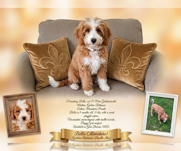Medium Photo #2 Goldendoodle (Miniature) Puppy For Sale in GLEN BURNIE, MD, USA
