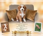 Bella - Female Goldendoodle (Miniature) Puppy for Sale - Photo #2