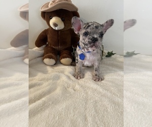 French Bulldog Puppy for sale in HANOVER, MD, USA