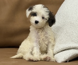 English Cream Golden Retriever-Poodle (Toy) Mix Puppy for sale in LAKEWOOD RANCH, FL, USA