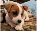 Small Photo #3 Jack Russell Terrier Puppy For Sale in WYOMING, MN, USA
