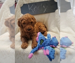 Goldendoodle Puppy for sale in NORTH VERNON, IN, USA