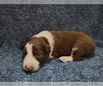 Small #24 Border Collie