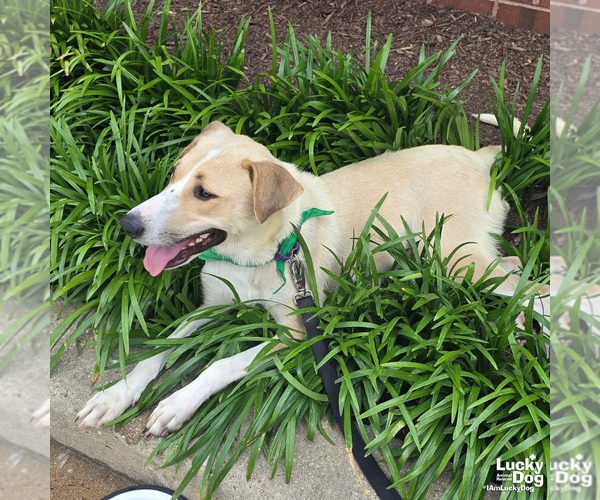 Medium Photo #8 Labrador Retriever-Retriever  Mix Puppy For Sale in Washington, DC, USA