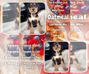 Mutt Dogs for adoption in Jacksonville, NC, USA