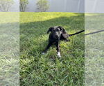 Small #2 Mutt