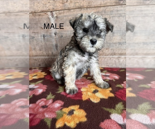 Medium Photo #6 Schnauzer (Miniature) Puppy For Sale in VERMONTVILLE, MI, USA