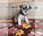 Small #5 Schnauzer (Miniature)
