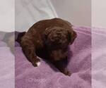 Small Photo #32 Labradoodle-Poodle (Standard) Mix Puppy For Sale in GALION, OH, USA