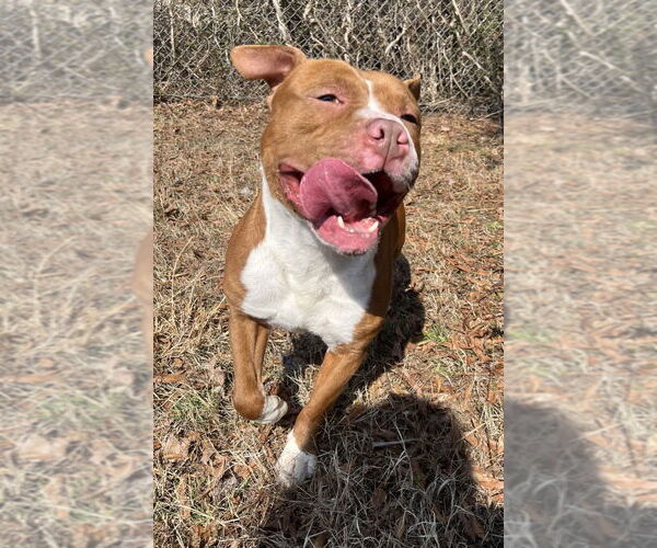 Medium Photo #7 Mutt Puppy For Sale in Glen Allen, VA, USA