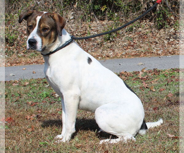 Medium Photo #3 Boxer-Mastiff Mix Puppy For Sale in Prattville, AL, USA
