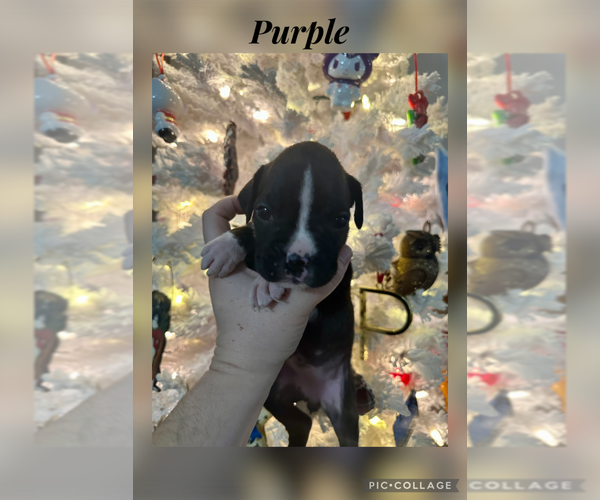 Medium Photo #38 Boxer Puppy For Sale in RALEIGH, NC, USA