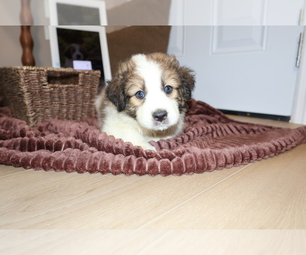 Medium Photo #11 Aussie Pyrenees Puppy For Sale in LEXINGTON, SC, USA