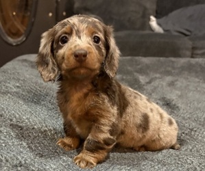 Dachshund Puppy for sale in LAWSON, MO, USA