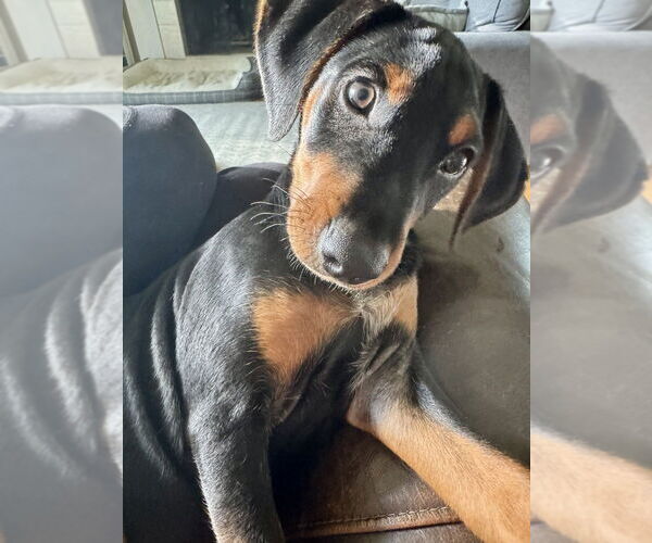 Medium Photo #4 Mutt Puppy For Sale in Evansville, IN, USA