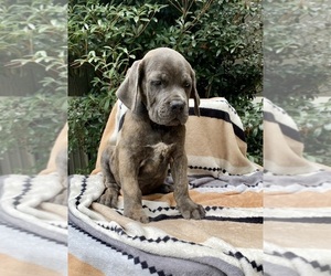 Cane Corso Litter for sale in LAUREL, MS, USA