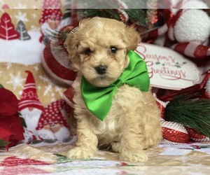 Maltipoo Puppy for sale in LANCASTER, PA, USA