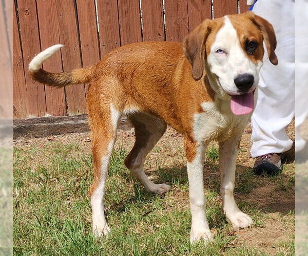 Medium Photo #3 Labrador Retriever-Unknown Mix Puppy For Sale in Wetumpka, AL, USA