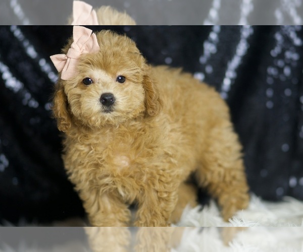 Medium Photo #2 Poodle (Miniature) Puppy For Sale in WARSAW, IN, USA