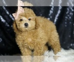 Small #1 Poodle (Miniature)
