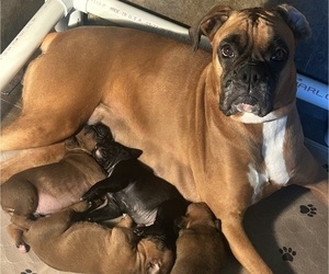 Mother of the Boxer puppies born on 06/13/2026