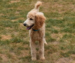 Small Photo #4 Poodle (Standard) Puppy For Sale in MONTELLO, WI, USA