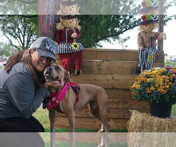 Medium Photo #25 American Pit Bull Terrier-Unknown Mix Puppy For Sale in Germantown, OH, USA
