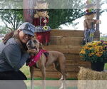 Small #24 American Pit Bull Terrier Mix