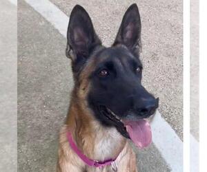 Mutt Dogs for adoption in Las Vegas, NV, USA